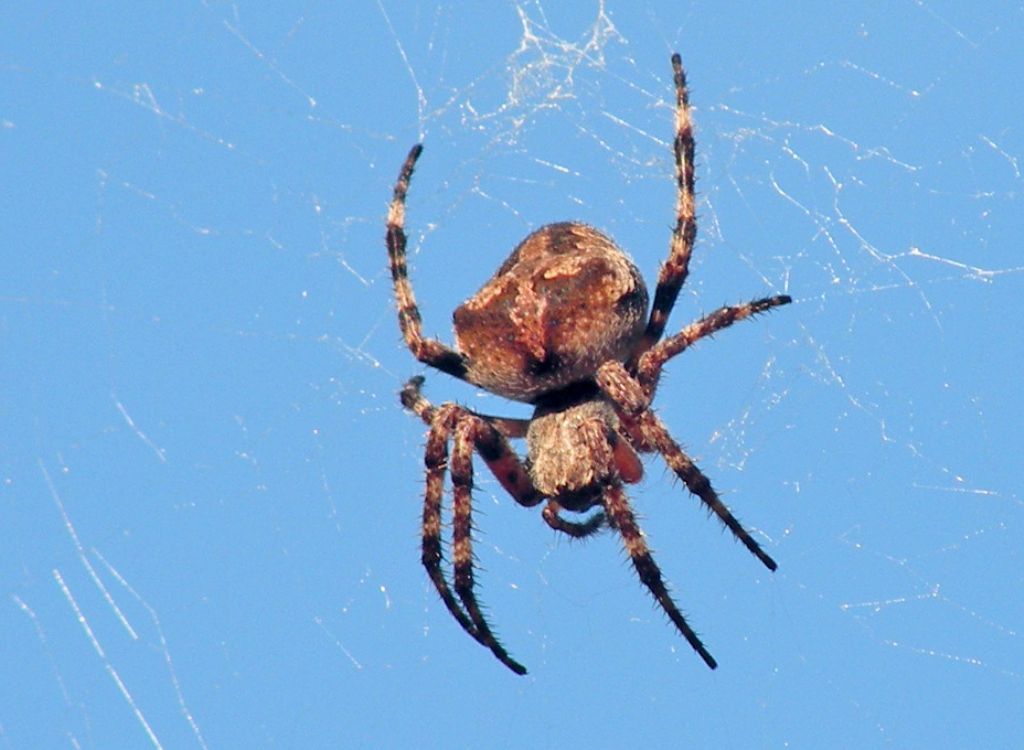Araneus sp. - Delfi (Grecia)
